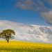 Oil Seed Rape 160510_4